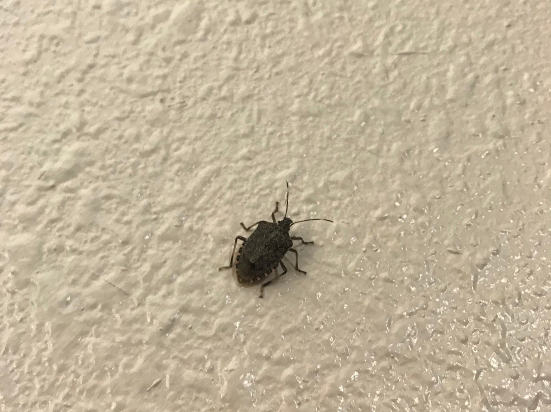 Blue Ridge Inn主图