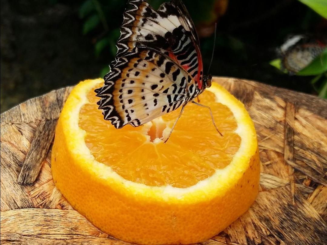 La Casa delle Farfalle-Ragusa CIty必去景点