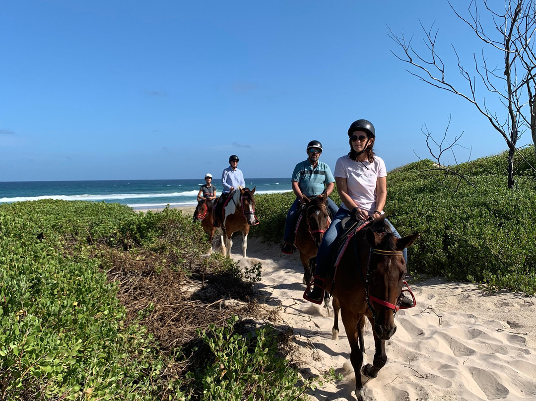 Tassiriki Ranch Beach Horse Riding & Holiday Cabins景点图片