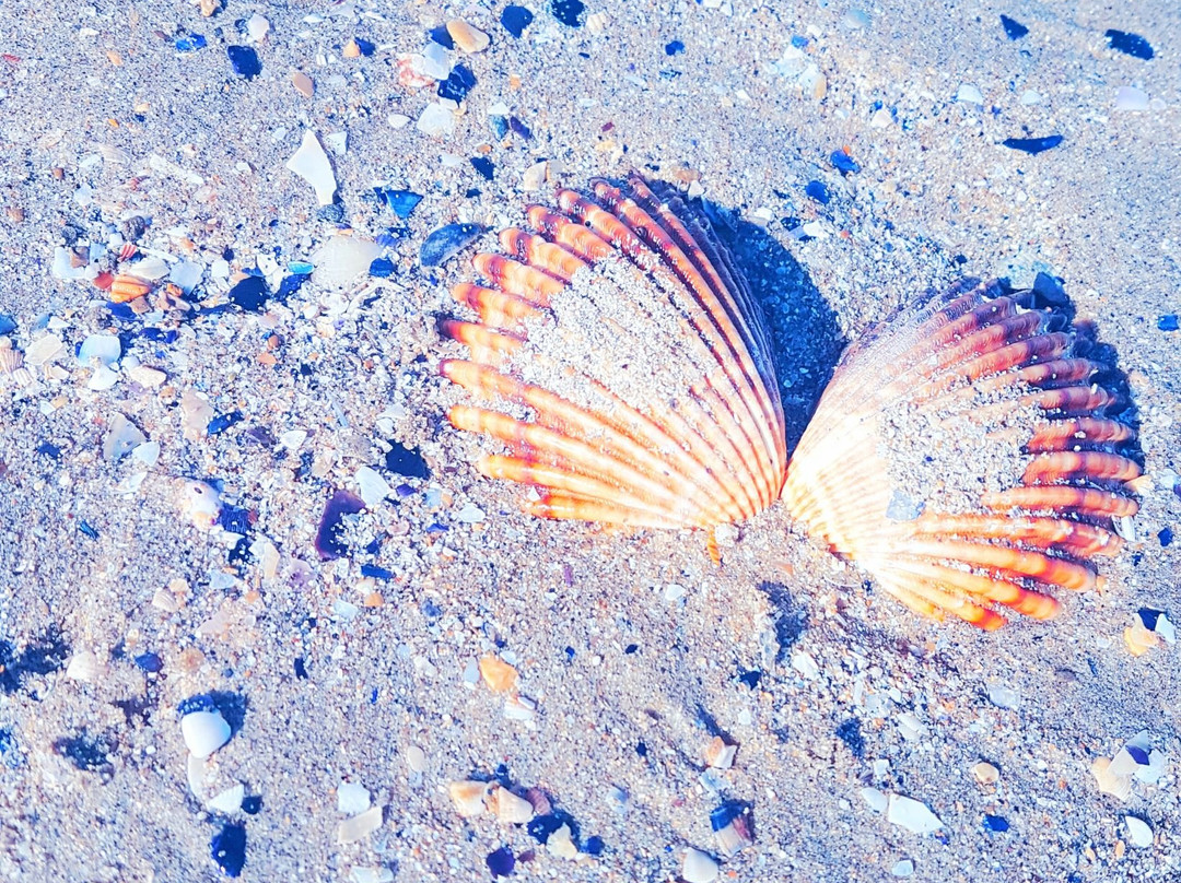 Office de Tourisme de Mauguio Carnon-Carnon必去景点