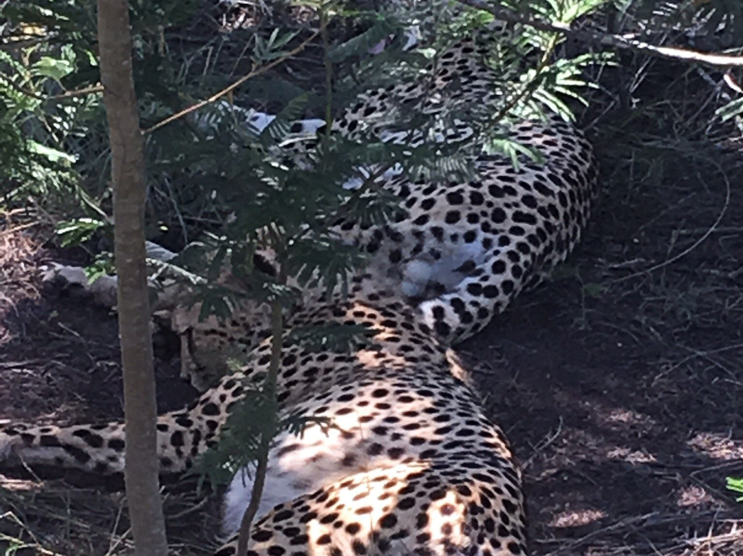 Plettenberg Bay Game Reserve景点图片