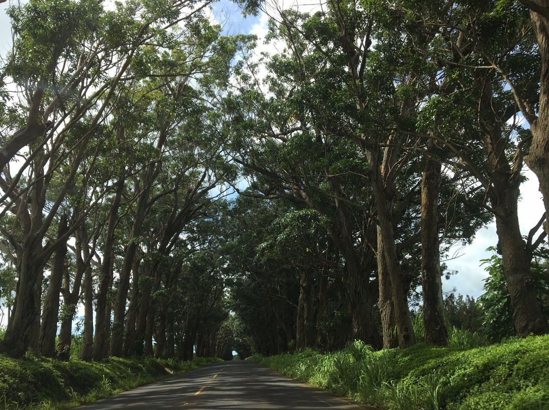 Tree Tunnel景点图片