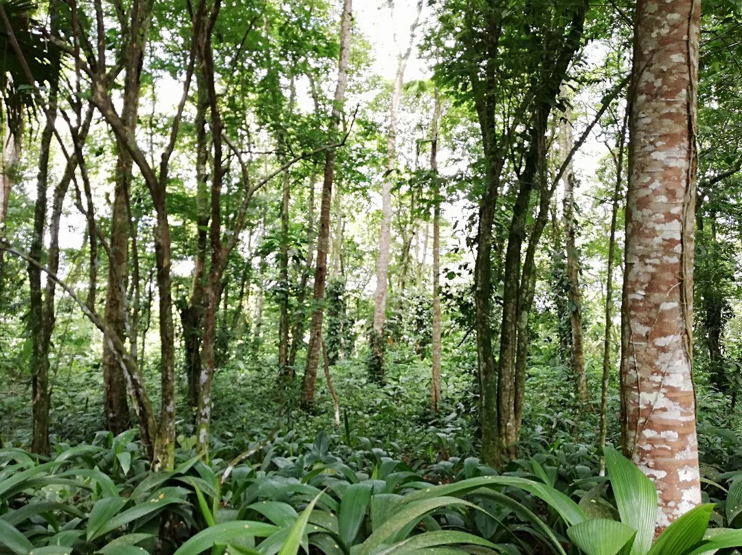 Caribbean Botanical Garden景点图片