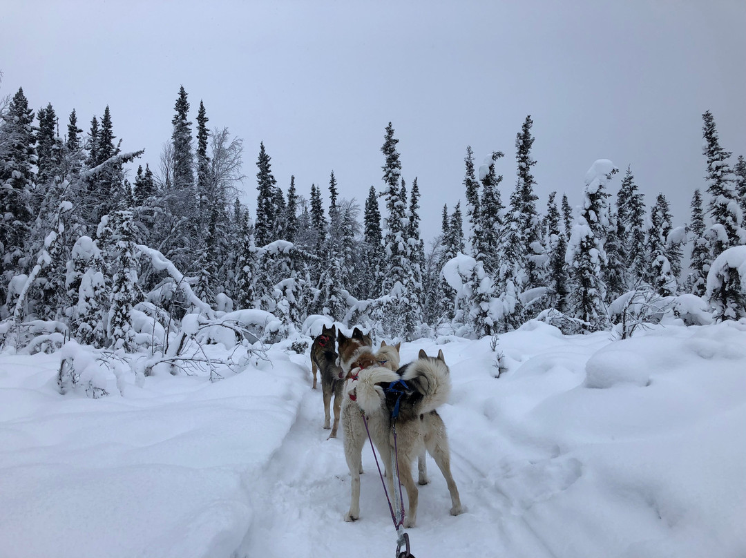 Alaska Homestead Adventures景点图片