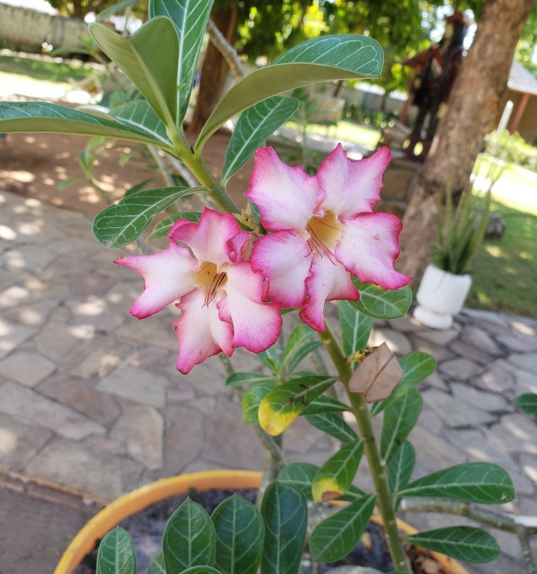 Pousada Do Forte主图