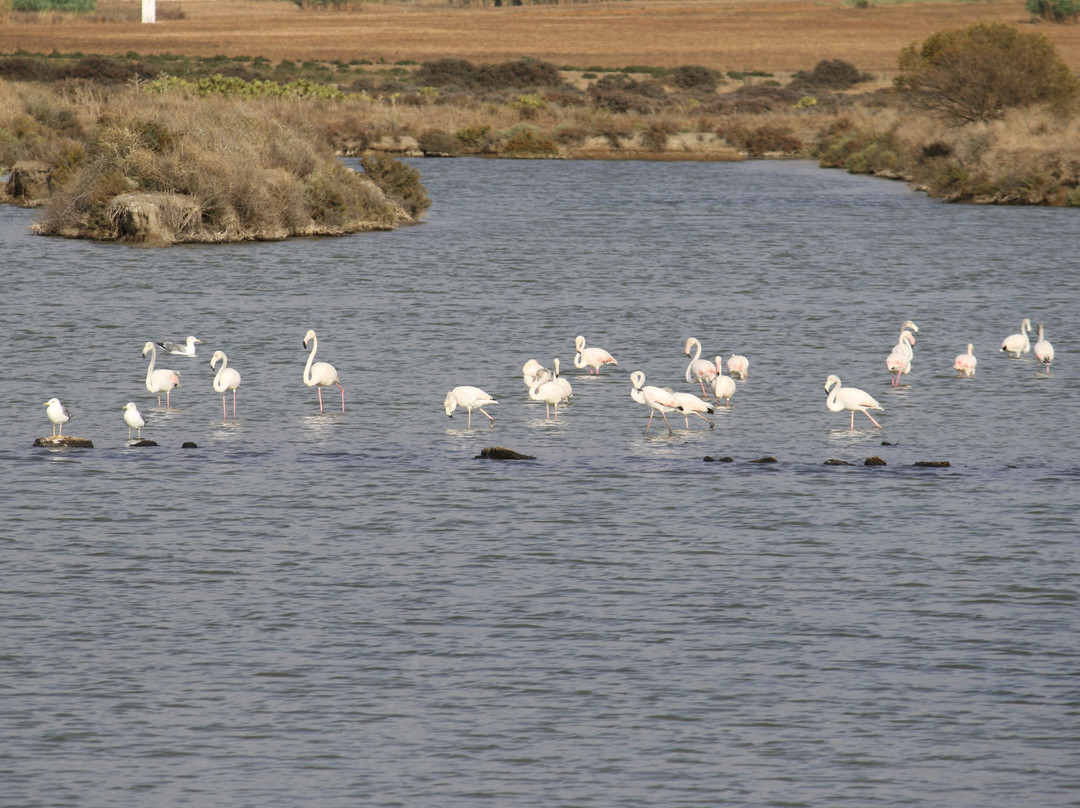 Bahía de Cádiz Natural Park景点图片