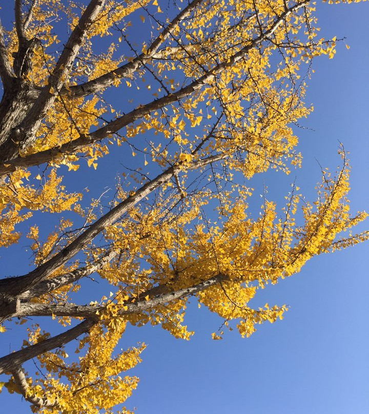 Tongiljeon-庆州市必去景点