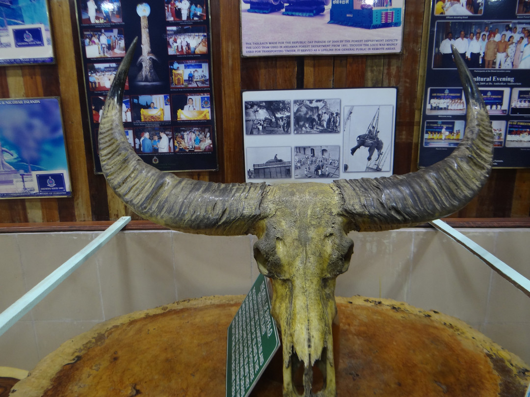 Forest Museum-布莱尔港必去景点