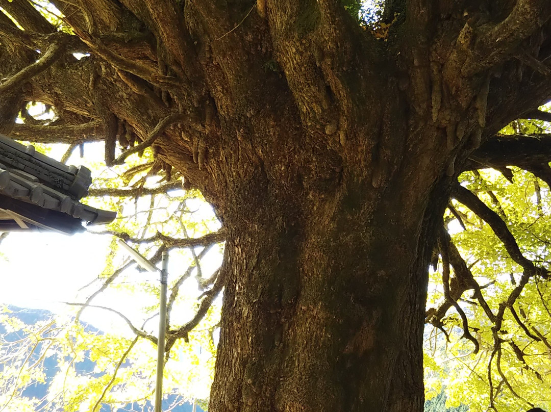 Fukusada no Oicho (Big Maidenhair Tree)景点图片