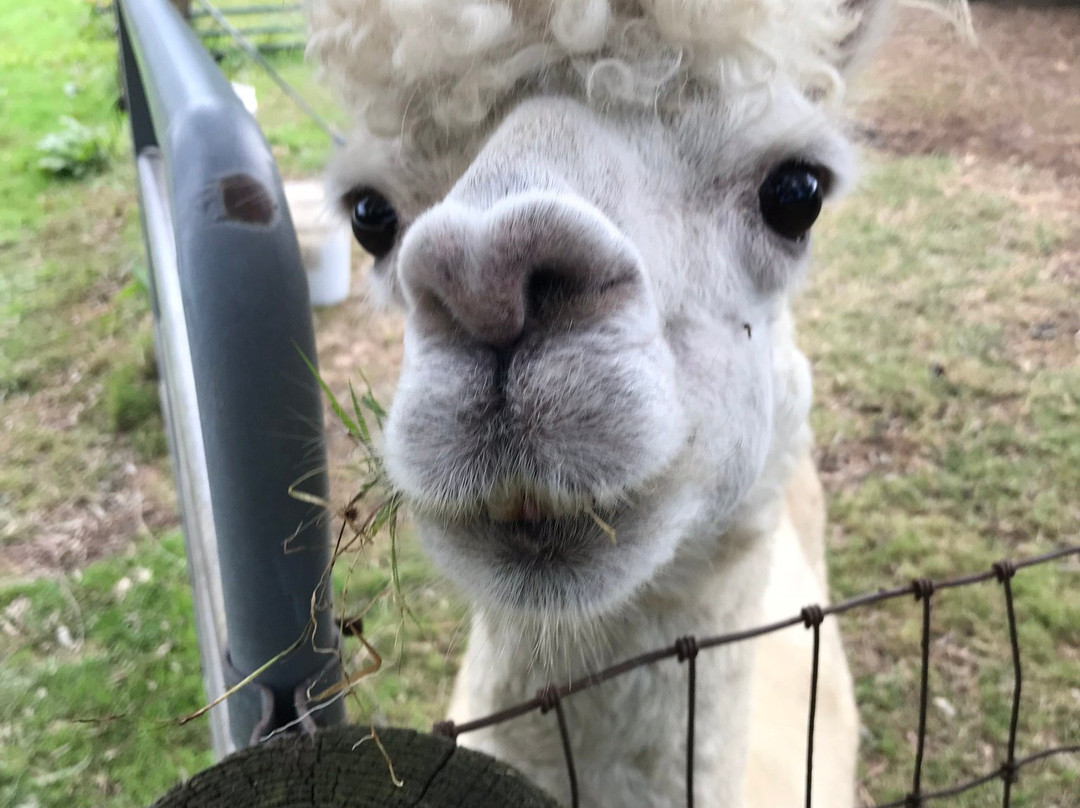 Bay Springs Farm Alpacas景点图片