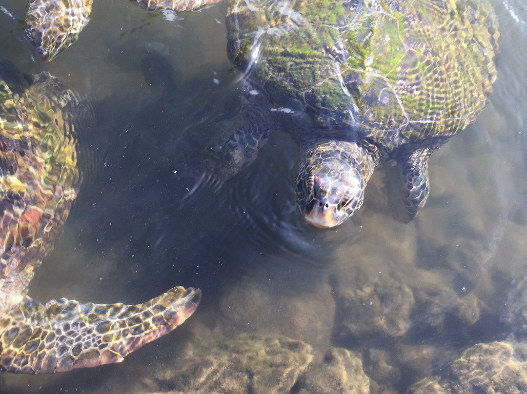 Swimming with Turtles景点图片