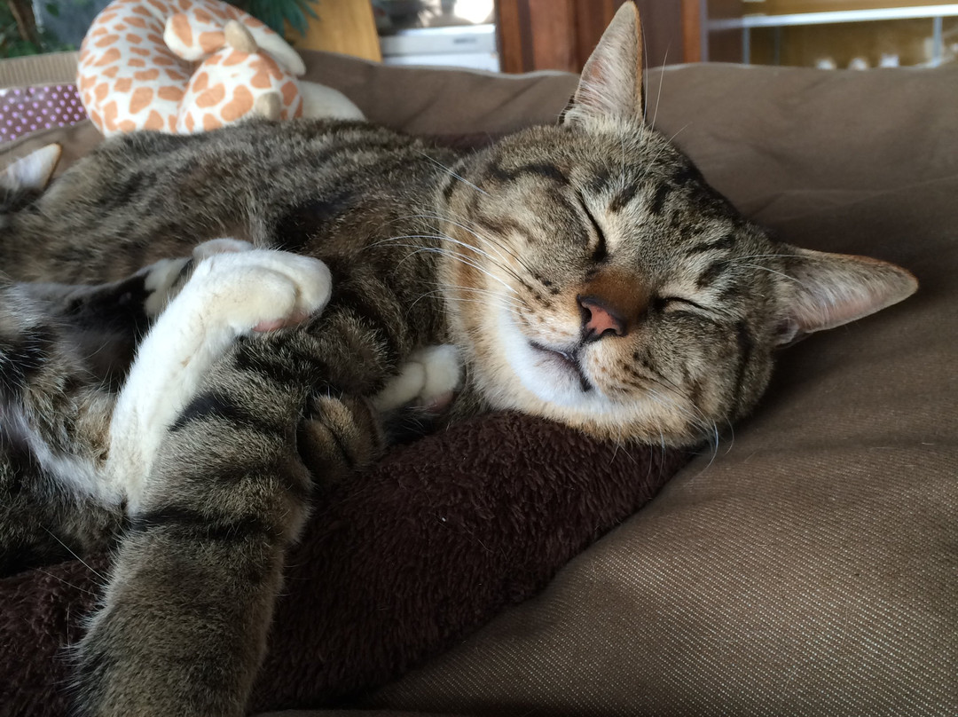 Ayabe Fureai Farm-绫部市必去景点