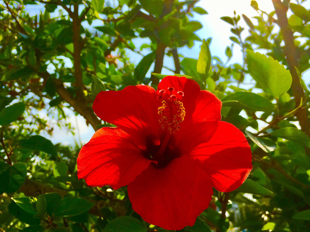 Minos Mare Royal主图