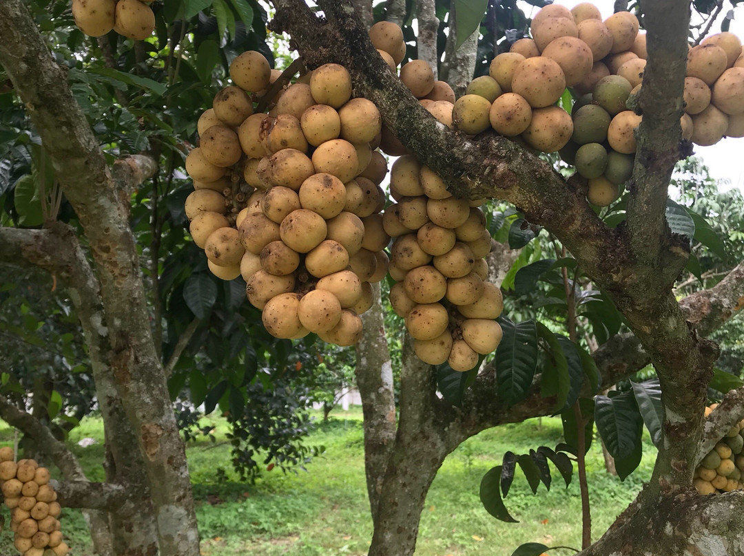 Thapong Fruit Market-罗勇必去景点