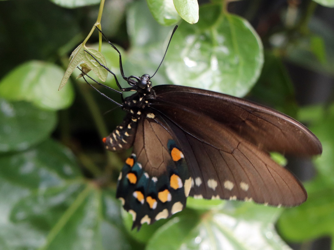 Rotary Park Environmental Center-开普科勒尔必去景点