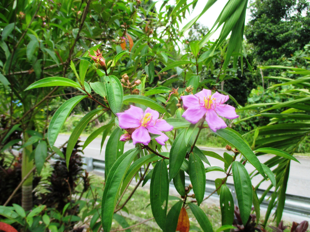 Kampung Putat Herb Garden-斯里巴加湾必去景点