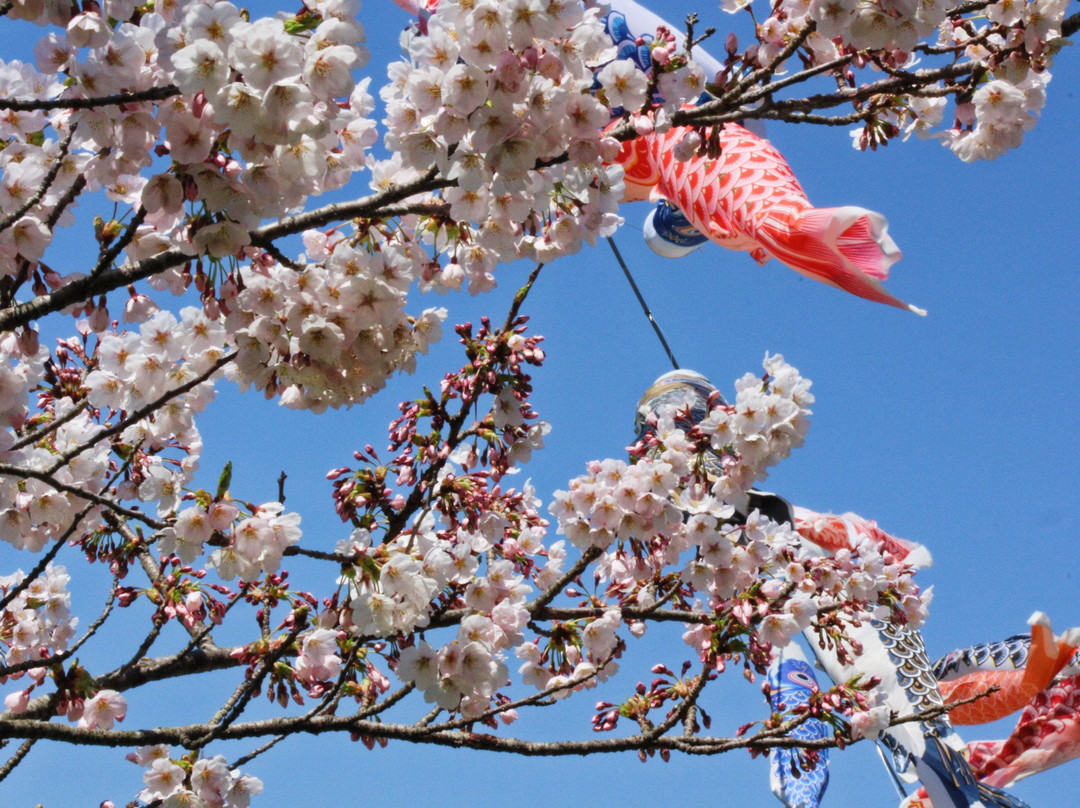 Tenshochi Park-北上市必去景点