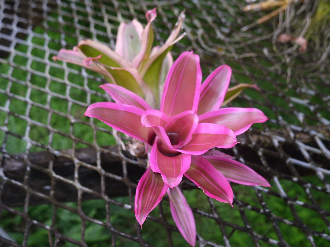 Jardin Botanique de Guyane景点图片