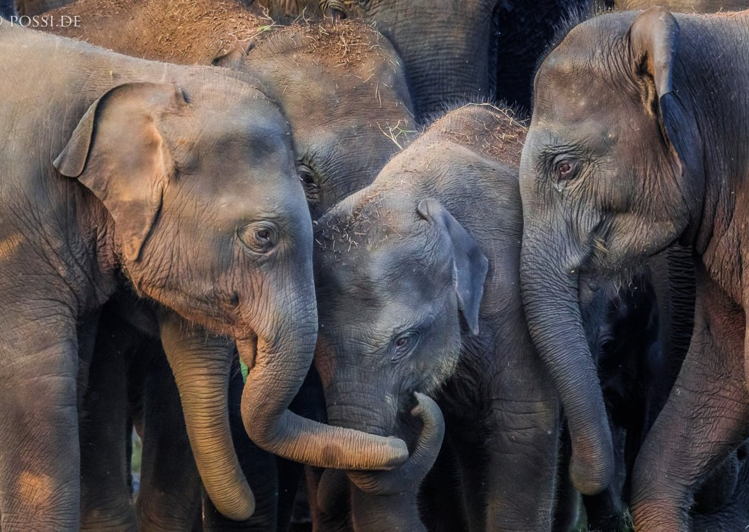 Go Holiday Tours-尼甘布必去景点