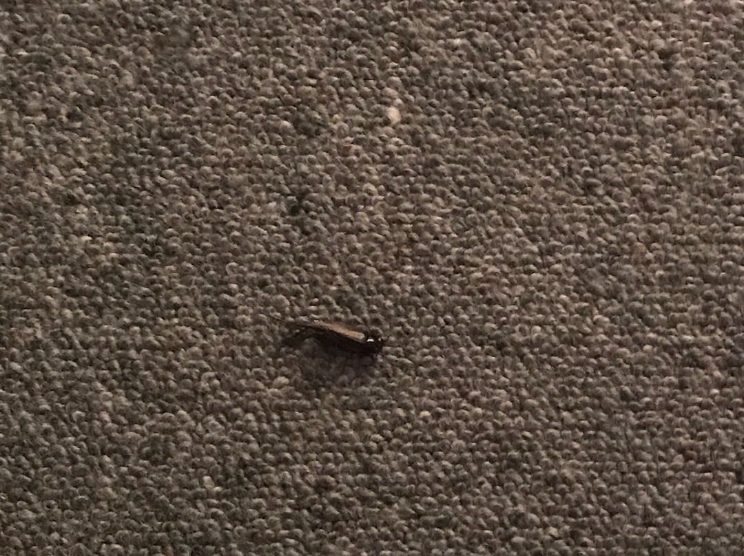 Blake Court Motel主图