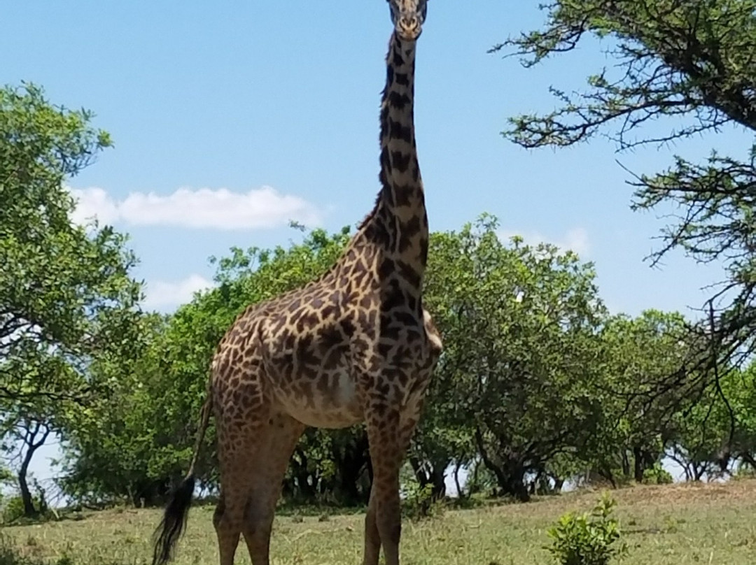 Mighty Safari-阿鲁沙必去景点