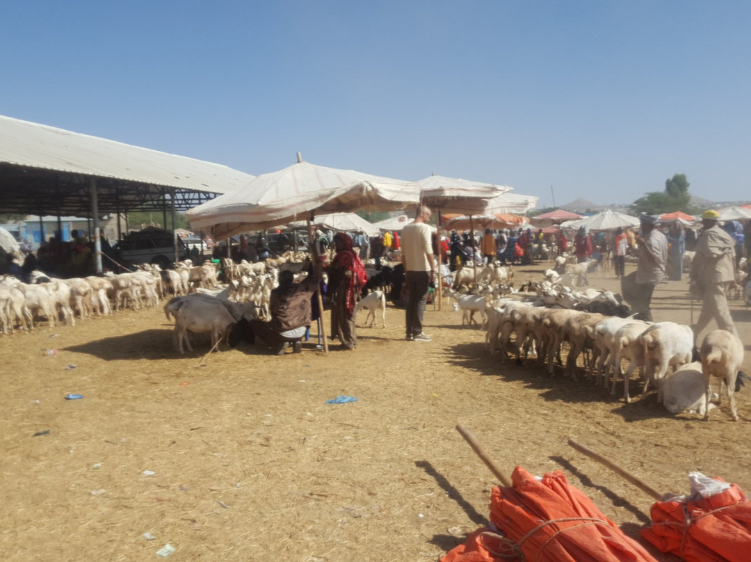 Livestock Market-Hargeysa必去景点