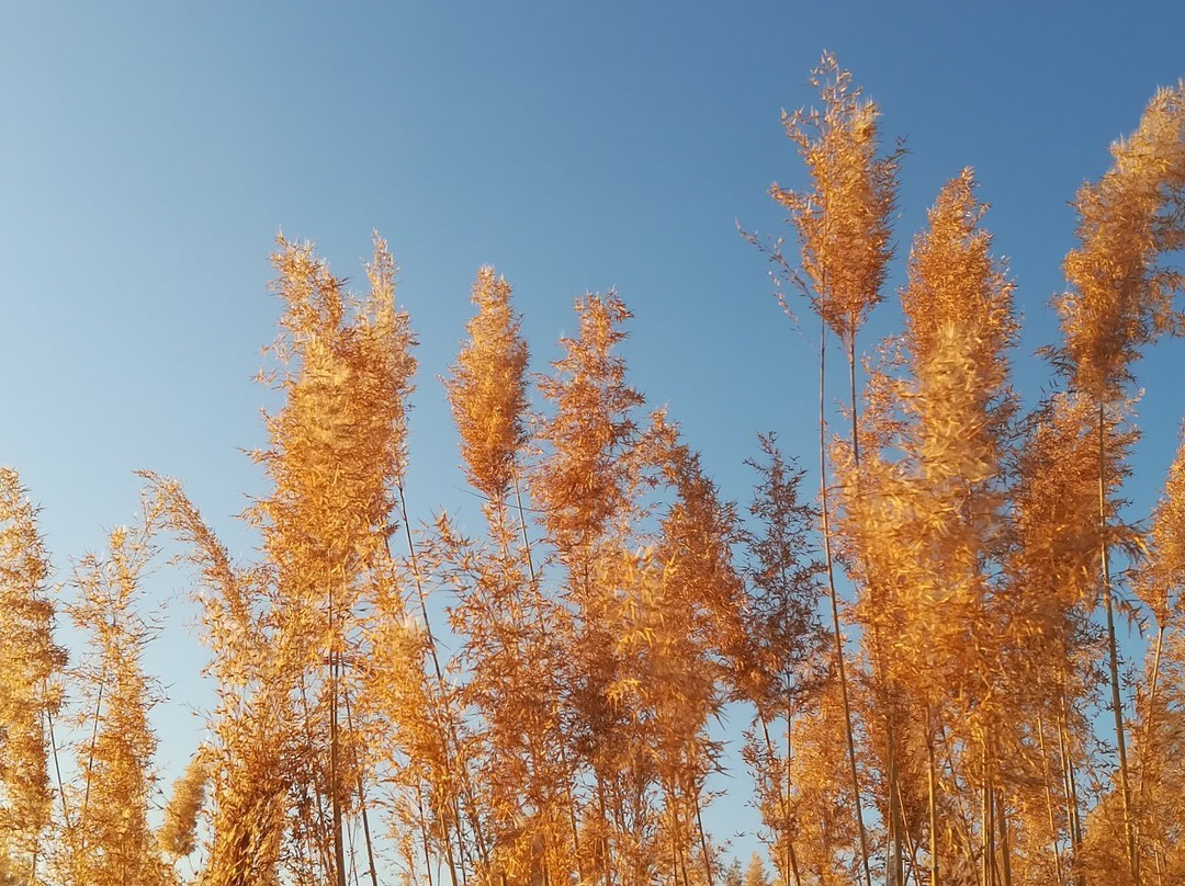 曹妃甸湿地景区-唐山市必去景点