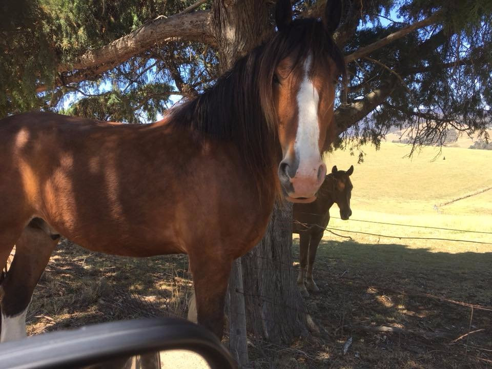 Wolumla Horse Riding Adventures-Wolumla必去景点