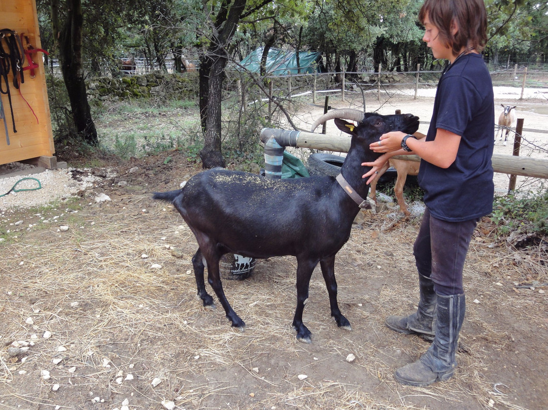 Ferme Equestre la Teuliere景点图片