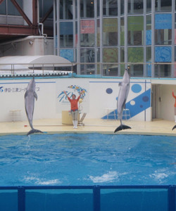 Izu Mito Sea Paradise景点门票图片