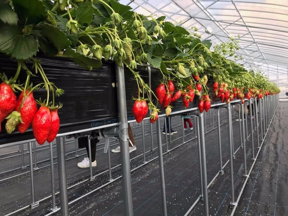 Kafuka Strawberry Farm-甲贺市必去景点