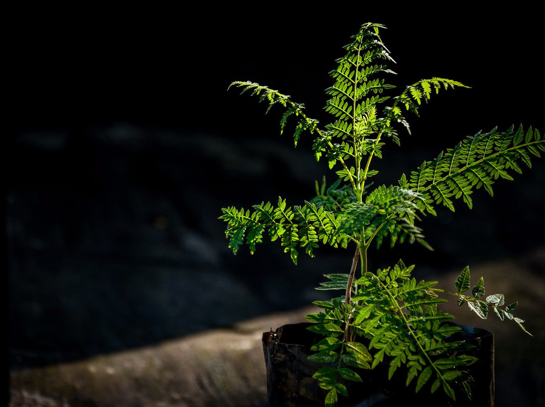 El Jardin de Mi Casa-Pelarco必去景点