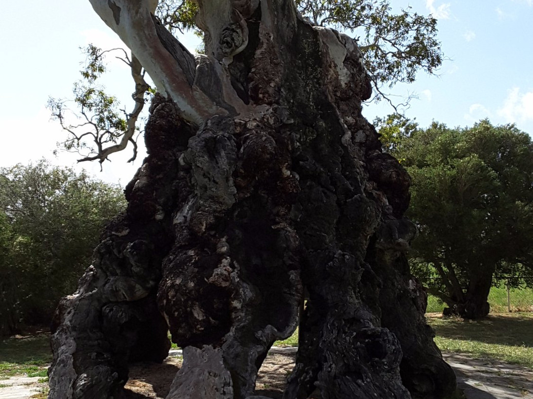 The Herbig Family Tree景点图片