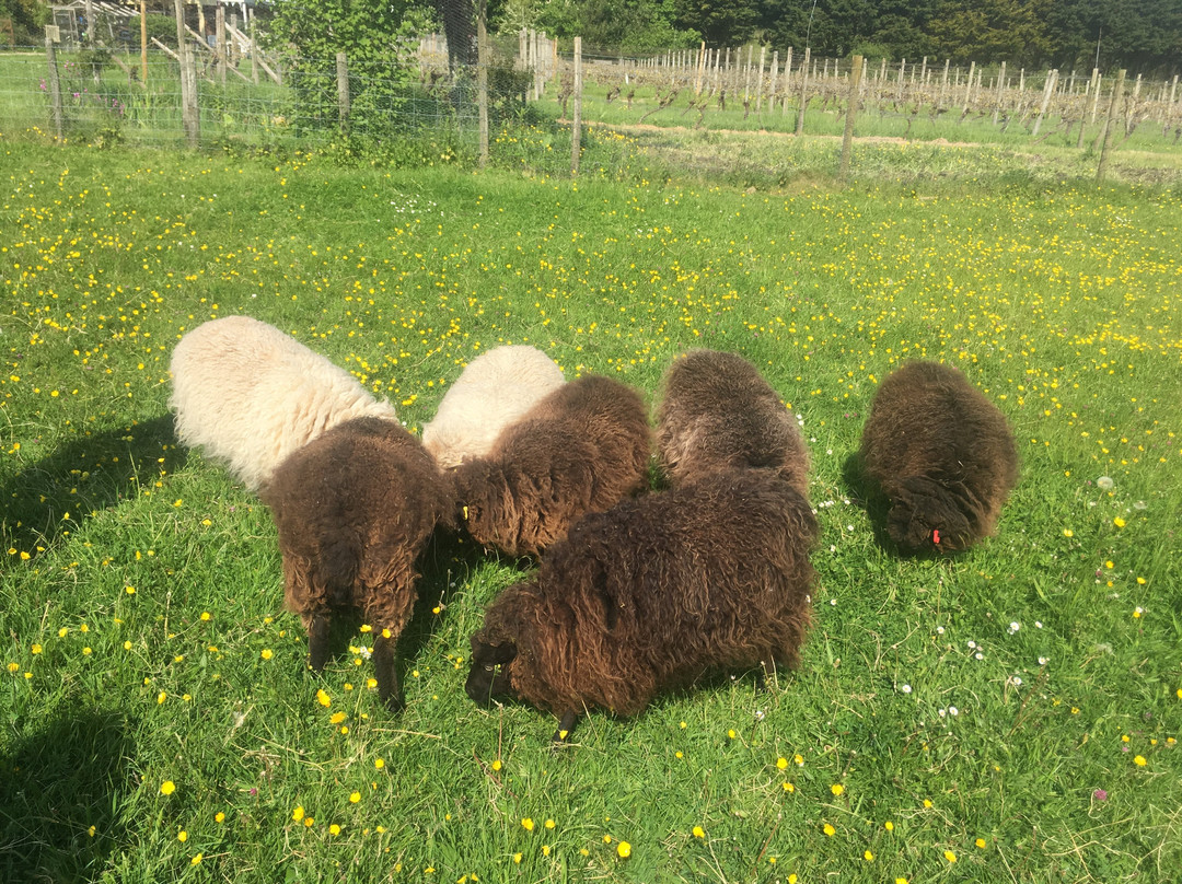 Glyndwr Vineyard主图