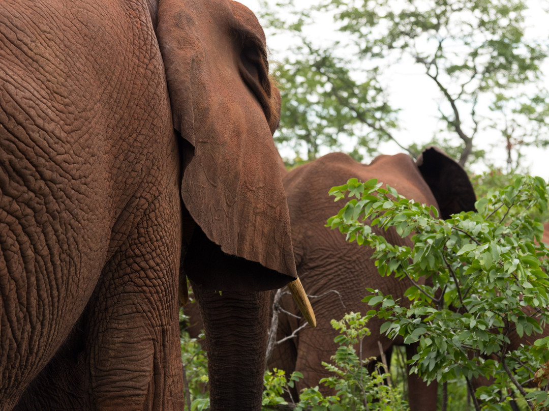 Wild Horizons Elephant Sanctuary景点图片