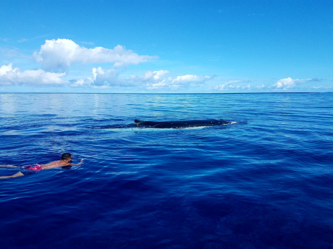 Rarotonga Watersports-阿瓦鲁阿必去景点