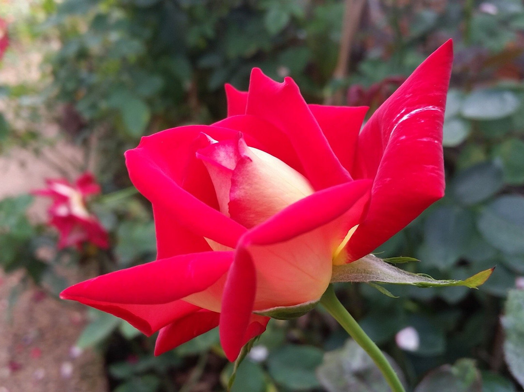 Ban Muang Ha旅游景点-Houy Pak Pai Rose Garden