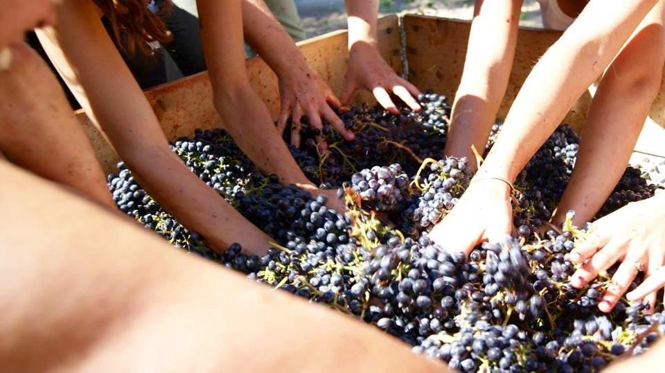 Domaine Henri Milan景点图片