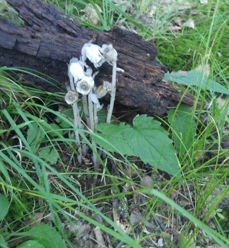 Junaluska Memorial and Medicine Trail-罗宾斯维尔必去景点