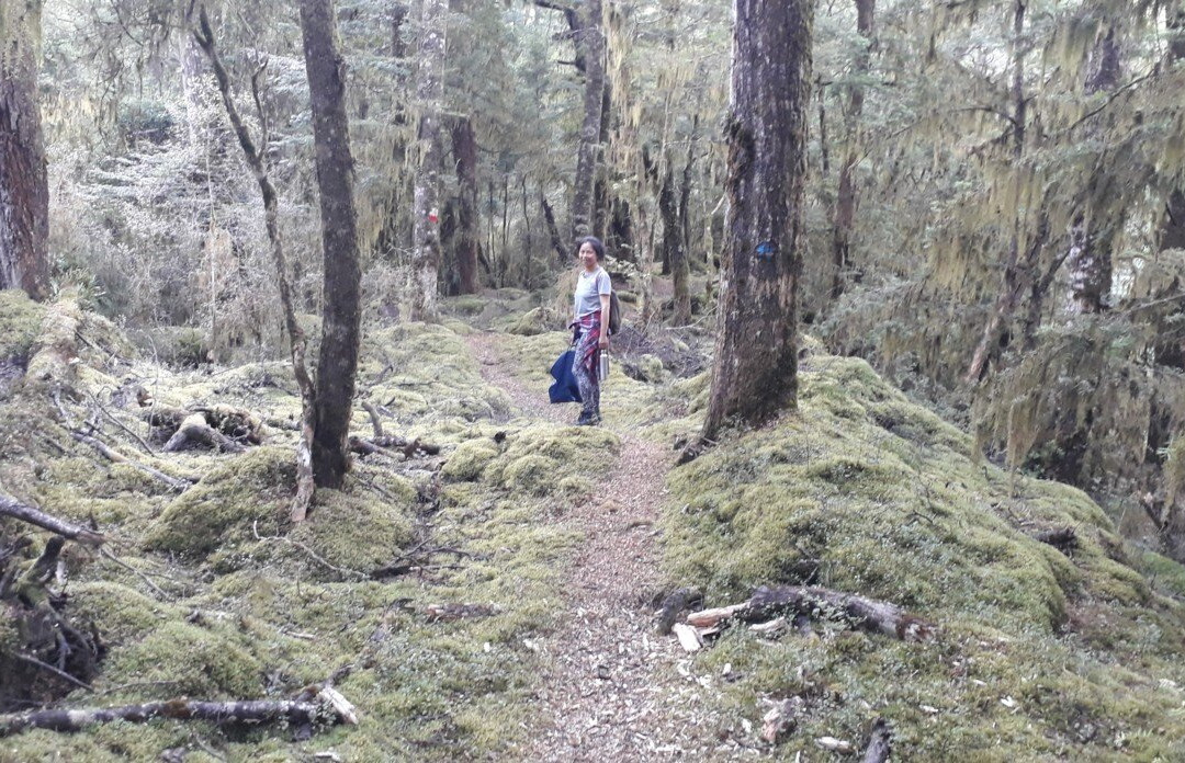 The Domain - Old Totara Tree - Walk景点图片