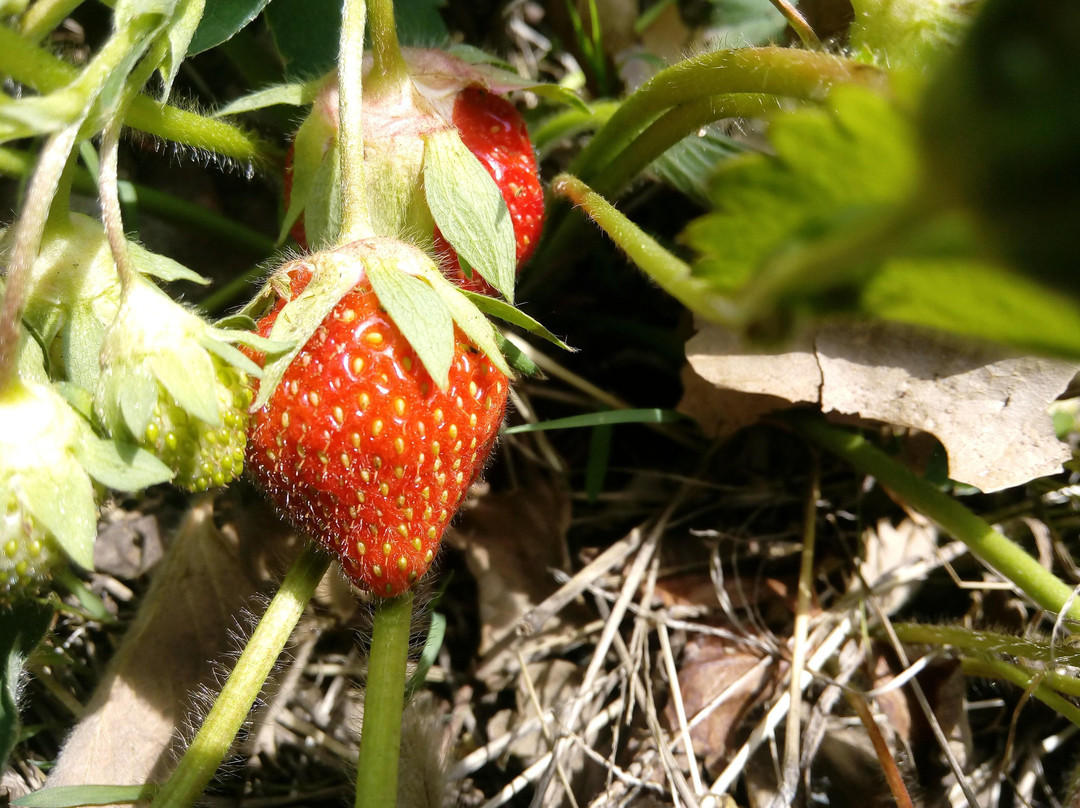 Gilmor Sloane House - Stony Point Center主图