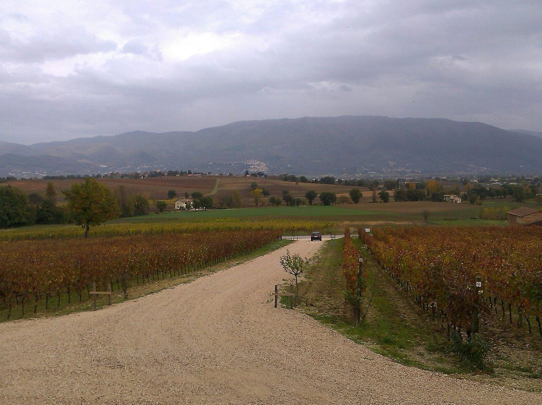 Azienda Vinicola Tabarrini景点图片