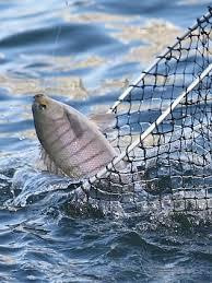 Gypsy Calm Water Cruise-堤维德岬必去景点