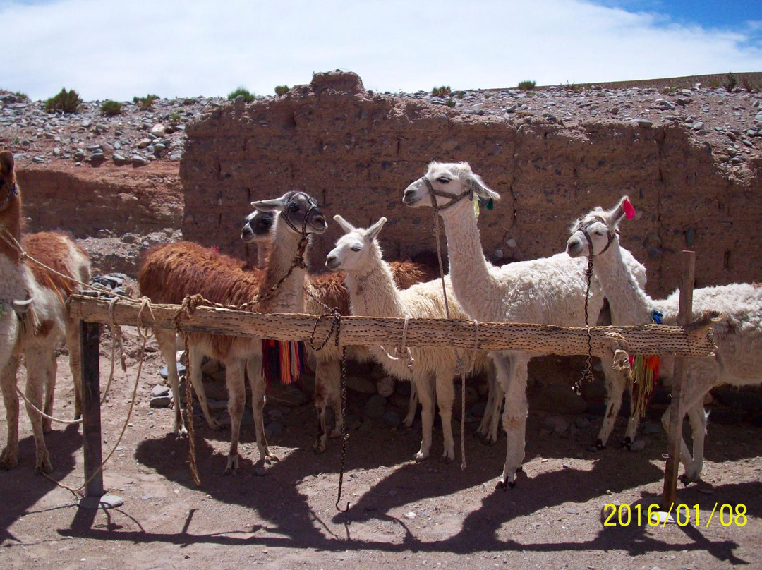 Paseo Con Llamas-San Antonio de los Cobres必去景点