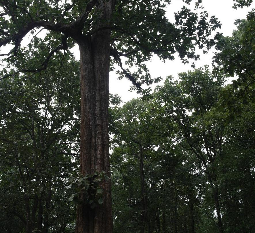 Kannimara Teak-Palakkad必去景点