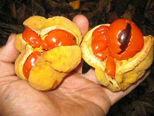 Rainforest Bounty Tropical Cuisine and Nature Discoveries-马兰达必去景点