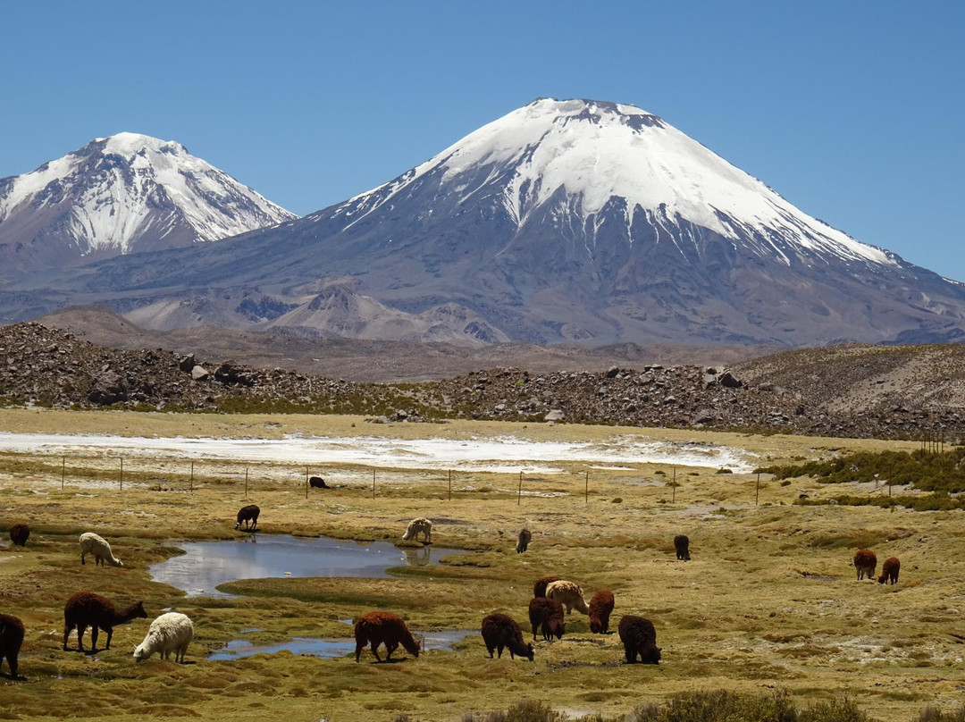 Parinacota Volcano景点图片