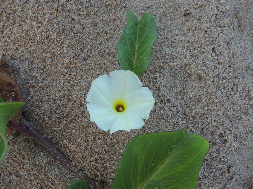 Formosa Beach-Santa Cruz必去景点