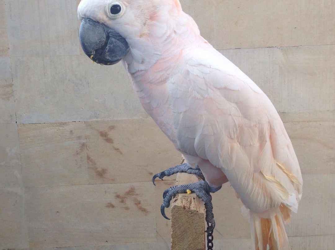 Dangin Puri餐馆和美食-Titiles