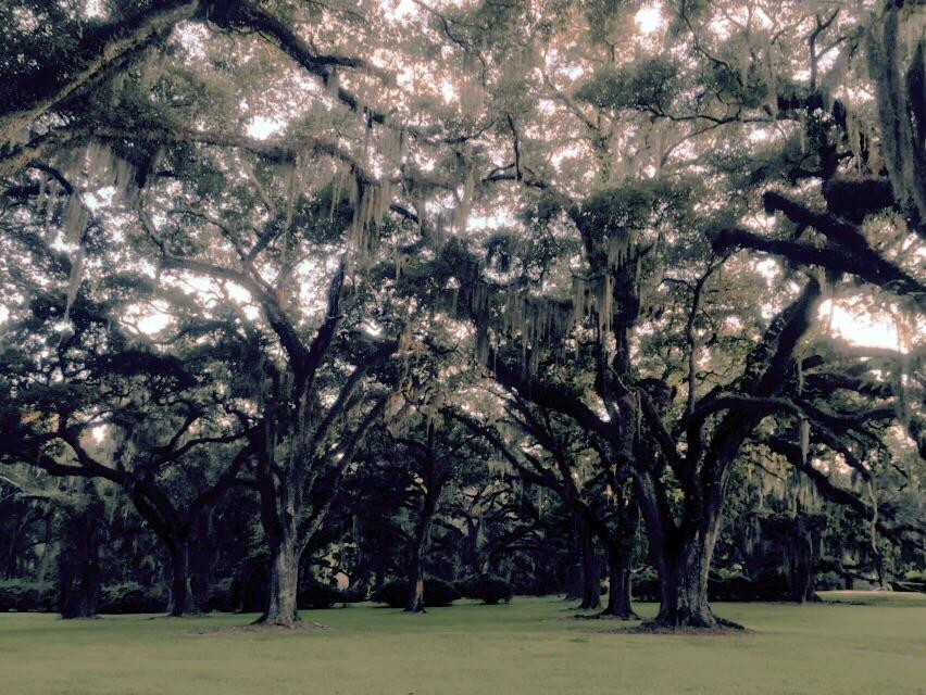 Greenwood Plantation景点图片